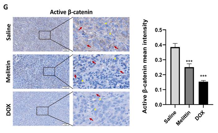 J Cancer Image
