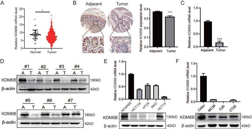 J Cancer Image