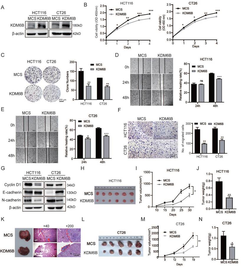 J Cancer Image