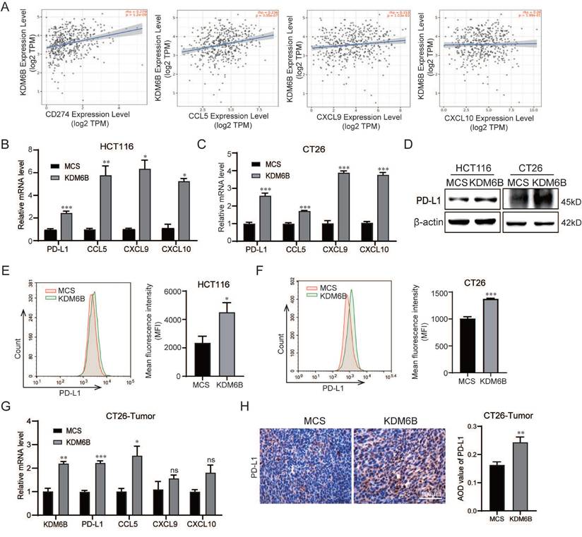 J Cancer Image
