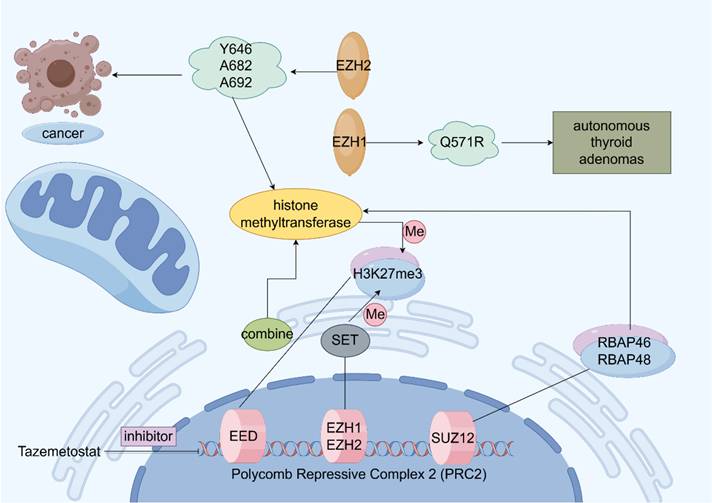 J Cancer Image