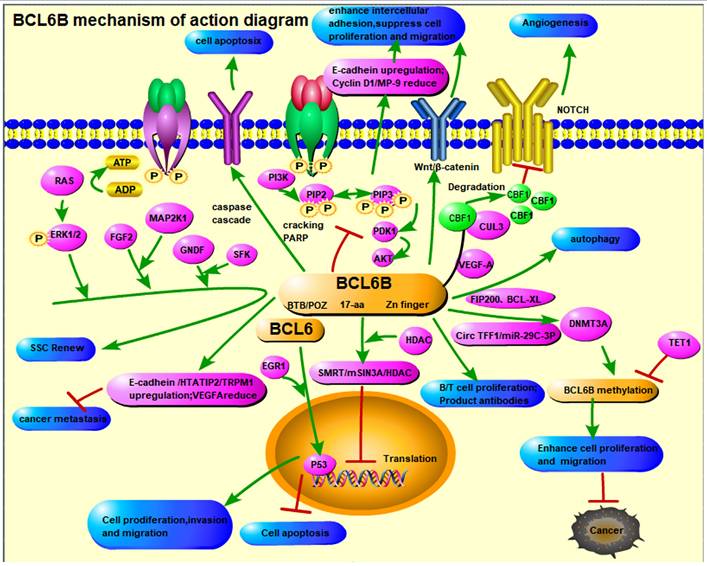 J Cancer Image
