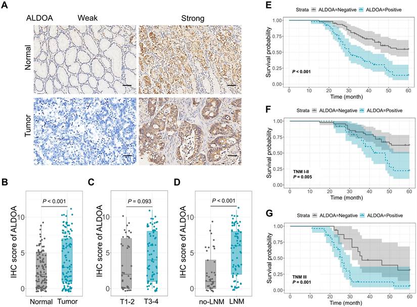 J Cancer Image