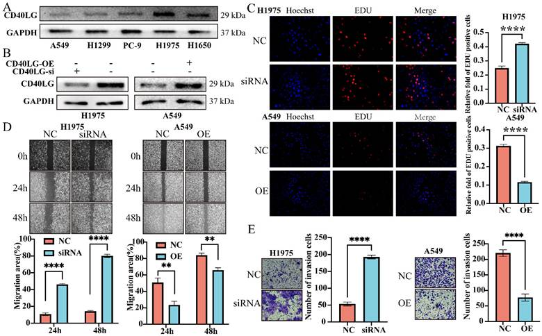 J Cancer Image