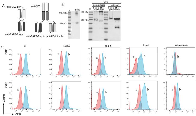 J Cancer Image