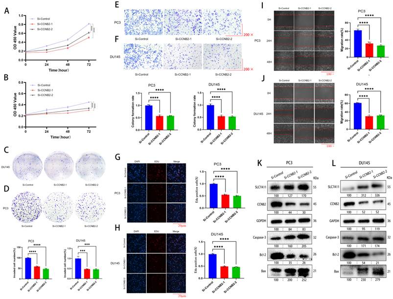 J Cancer Image