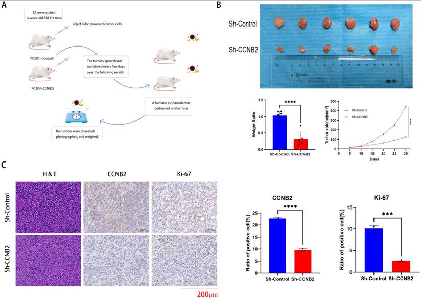 J Cancer Image