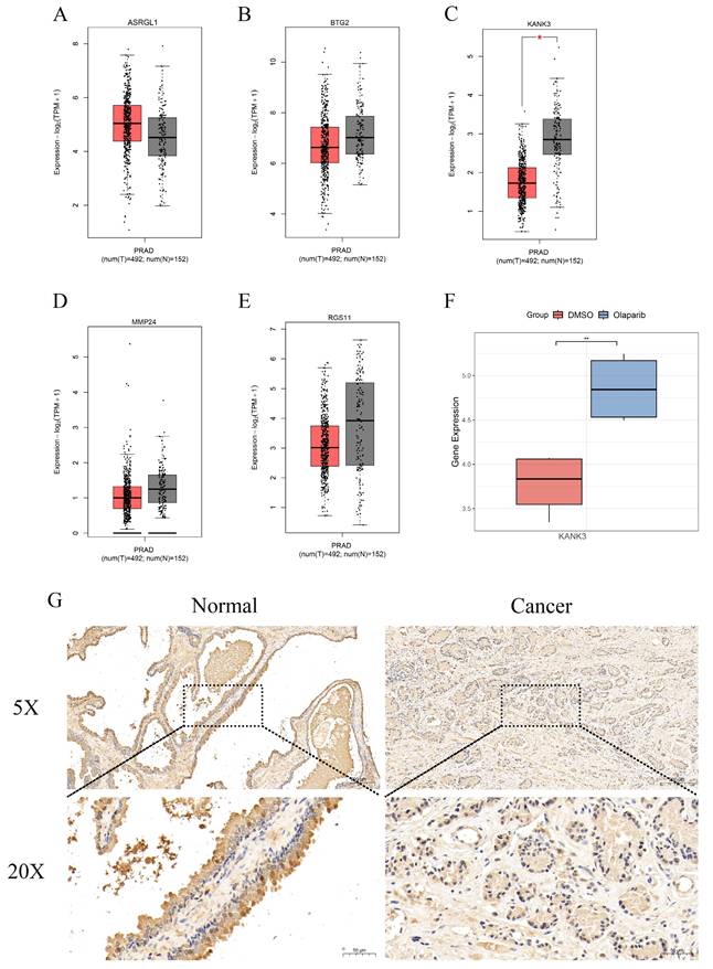 J Cancer Image