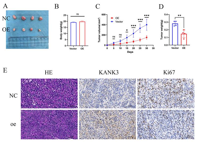 J Cancer Image