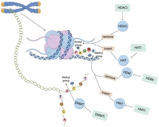 J Cancer Image