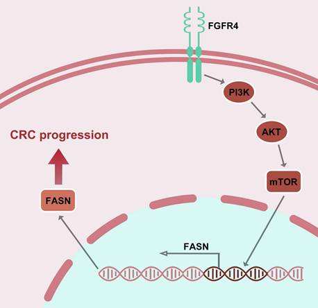 J Cancer Image