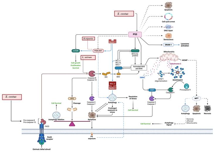 J Cancer Image