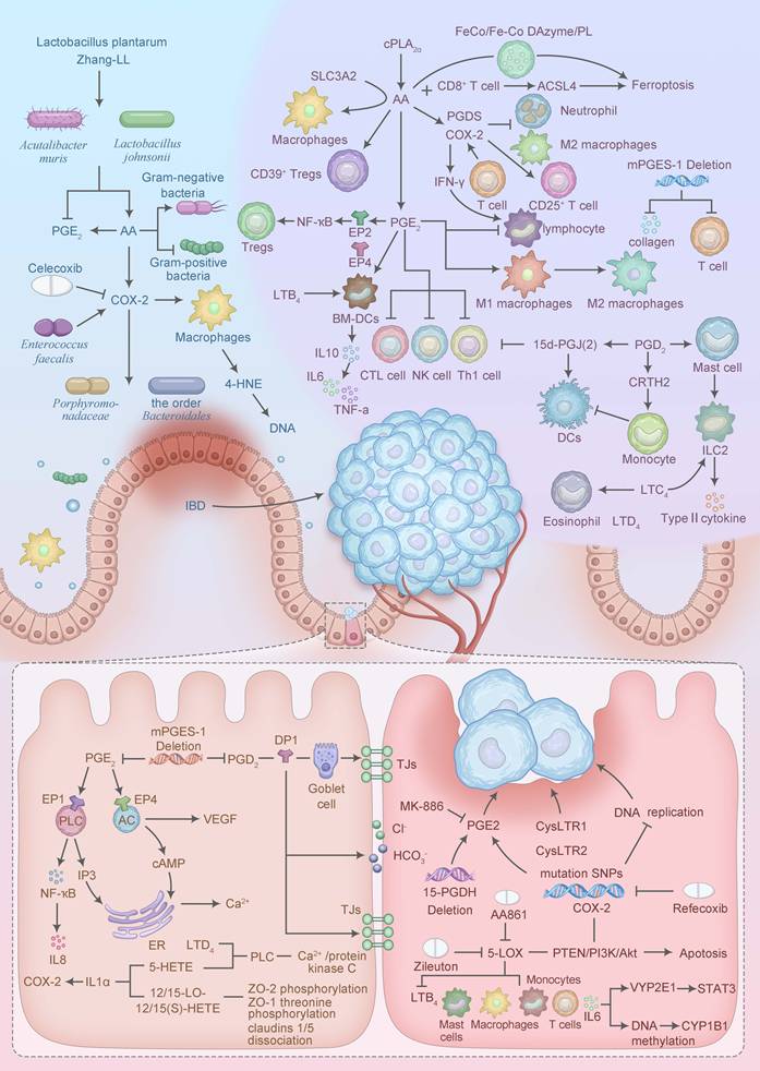 J Cancer Image