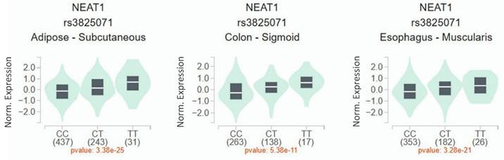 J Cancer Image