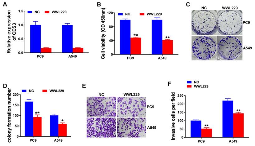 J Cancer Image