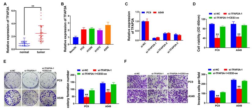J Cancer Image