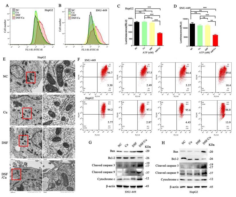J Cancer Image