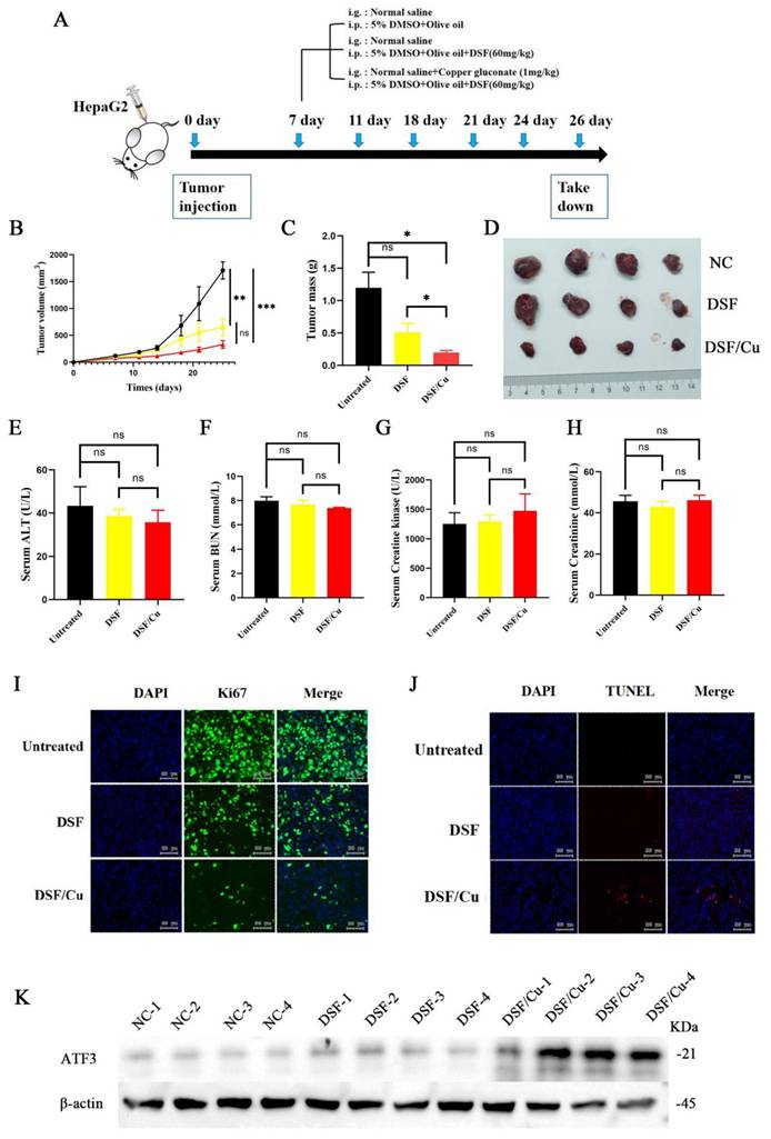 J Cancer Image