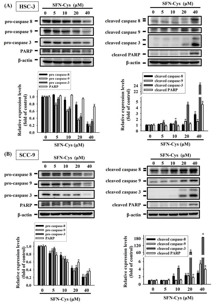 J Cancer Image