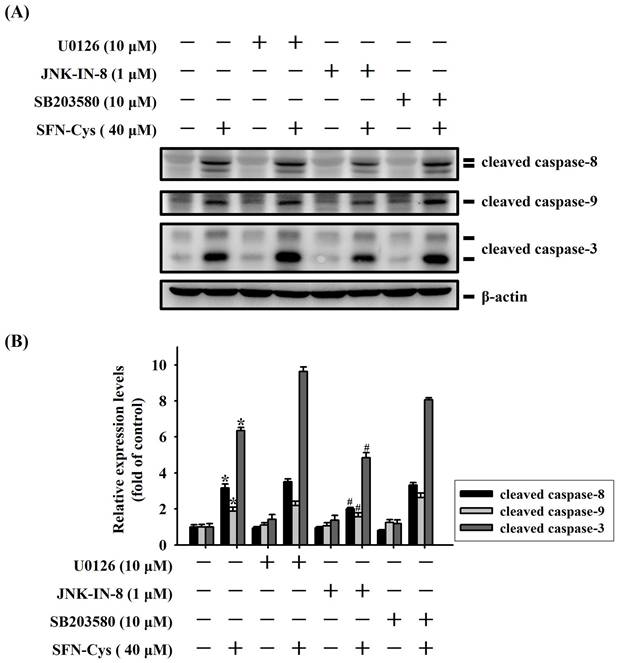 J Cancer Image