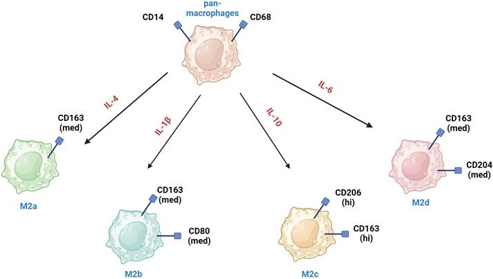 J Cancer Image