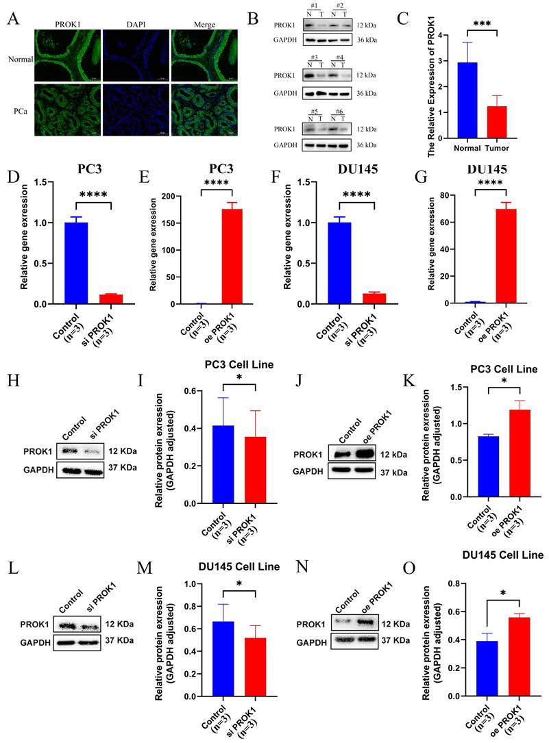 J Cancer Image