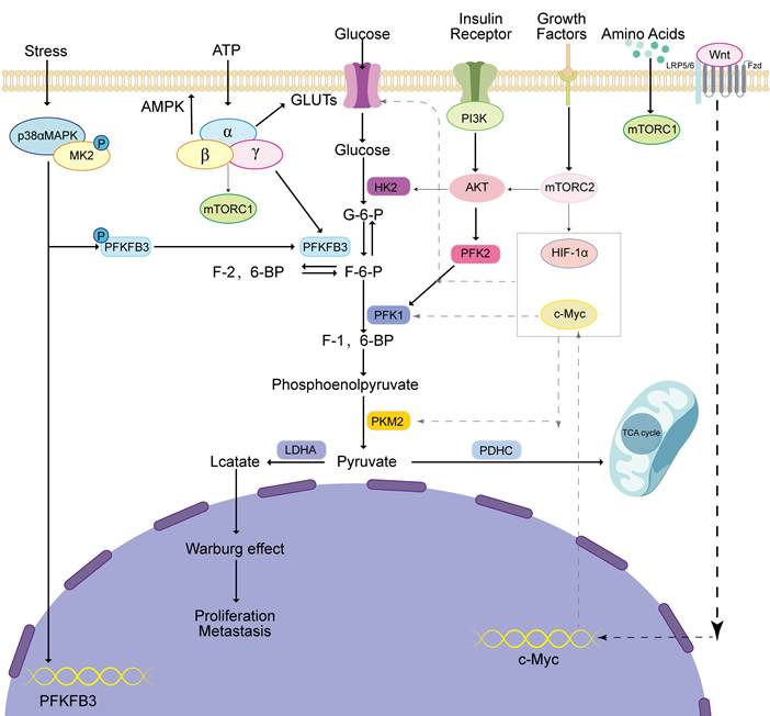 J Cancer Image