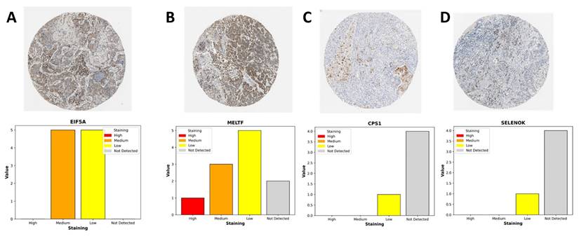 J Cancer Image