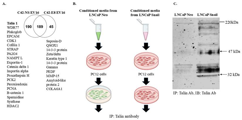 J Cancer Image