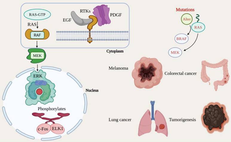 J Cancer Image