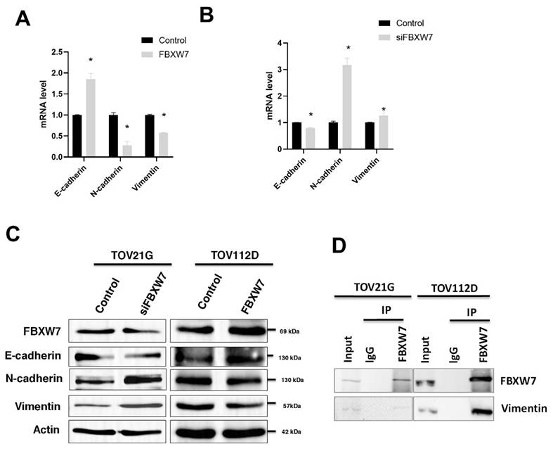 J Cancer Image