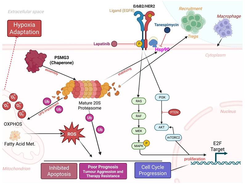 J Cancer Image
