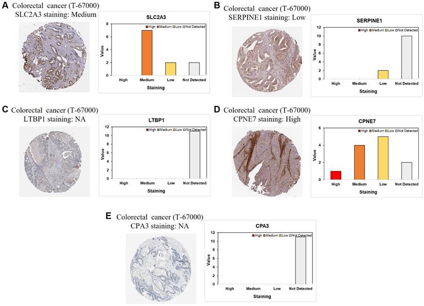 J Cancer Image