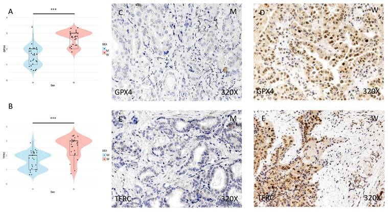 J Cancer Image