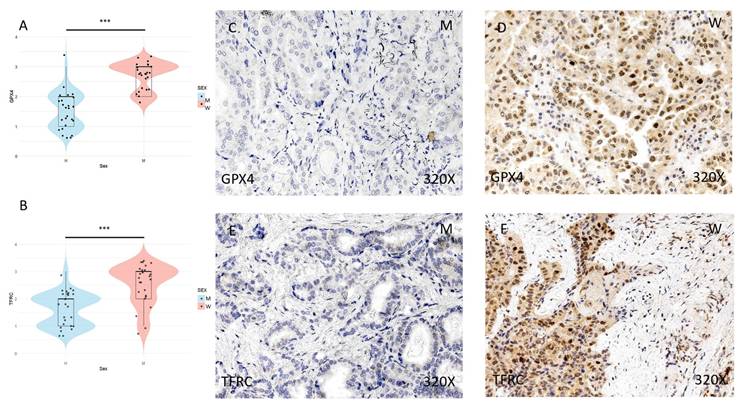 J Cancer Image