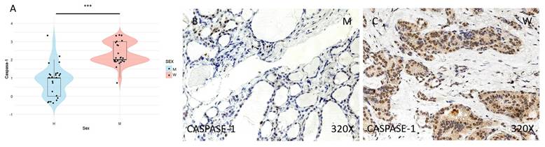 J Cancer Image
