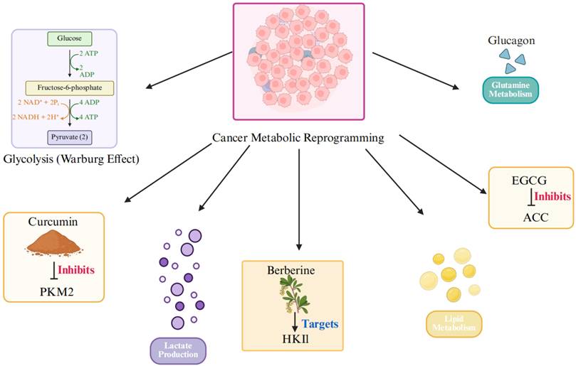J Cancer Image