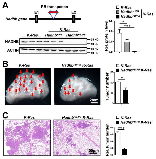 J Cancer Image