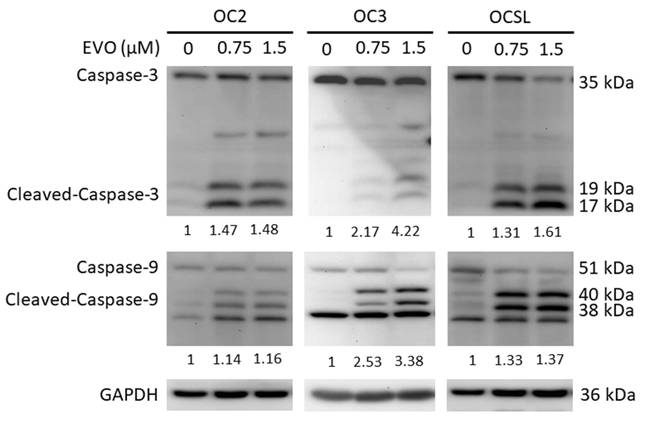 J Cancer Image