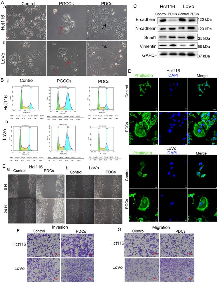 J Cancer Image