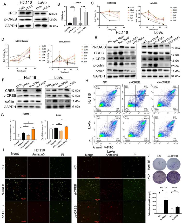 J Cancer Image