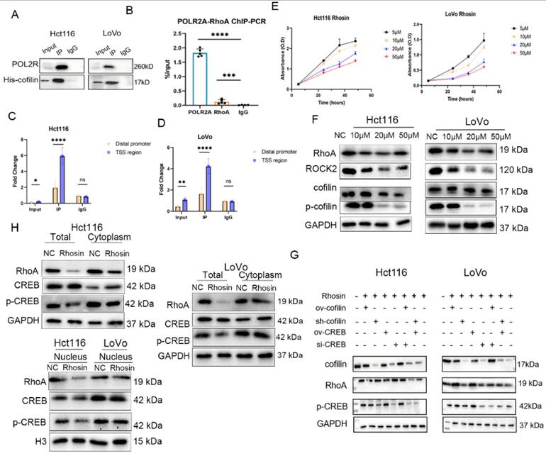 J Cancer Image
