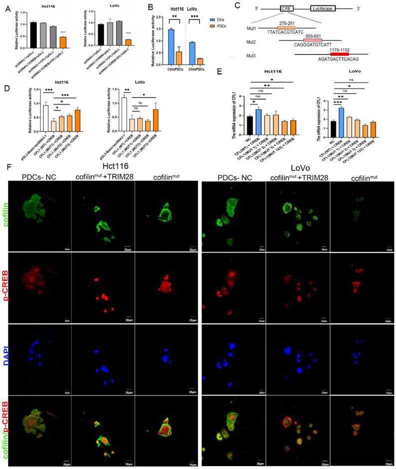 J Cancer Image