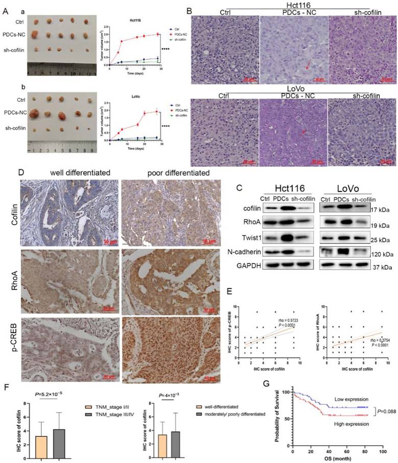 J Cancer Image