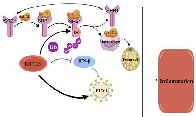 J Cancer Image