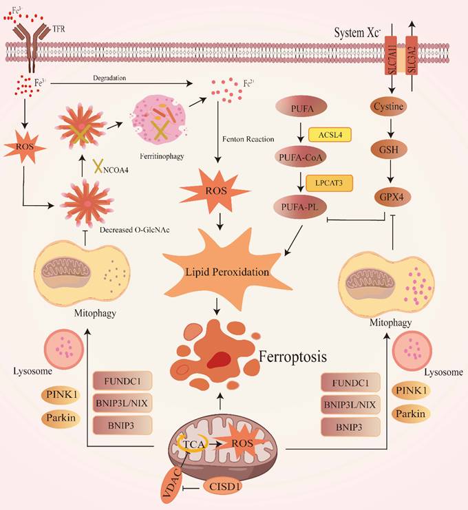 J Cancer Image