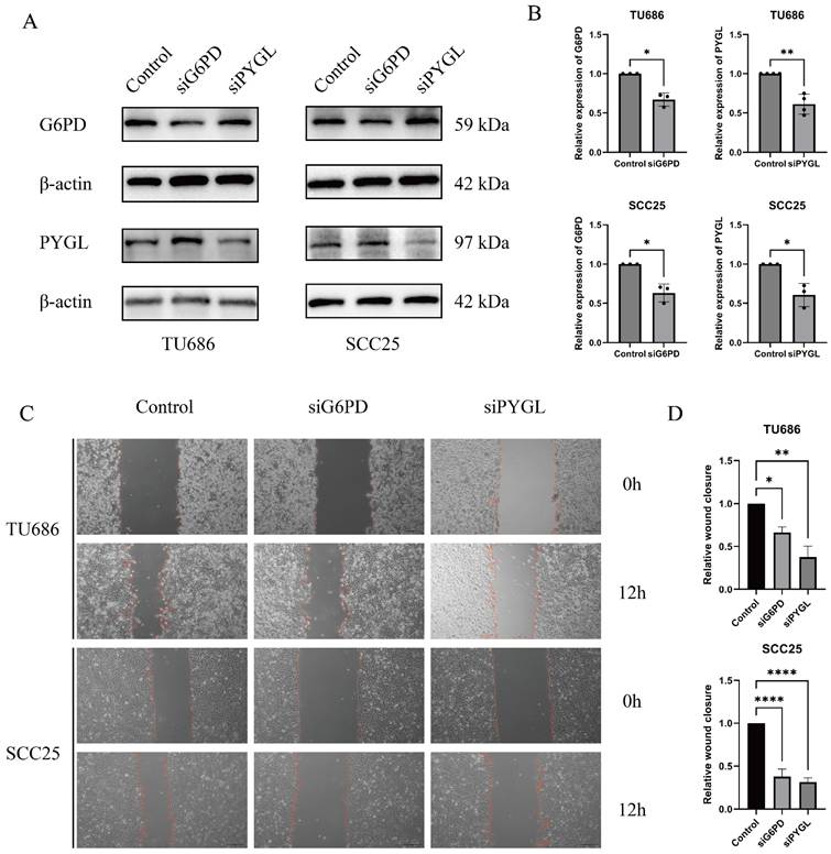 J Cancer Image